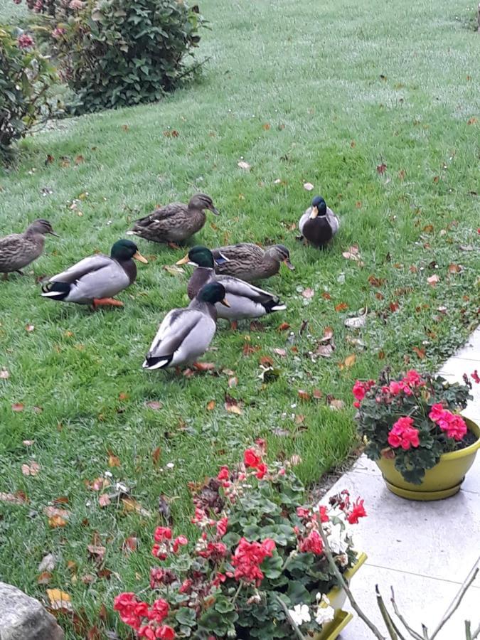 La Mare Aux Canards Sassetot-le-Mauconduit エクステリア 写真